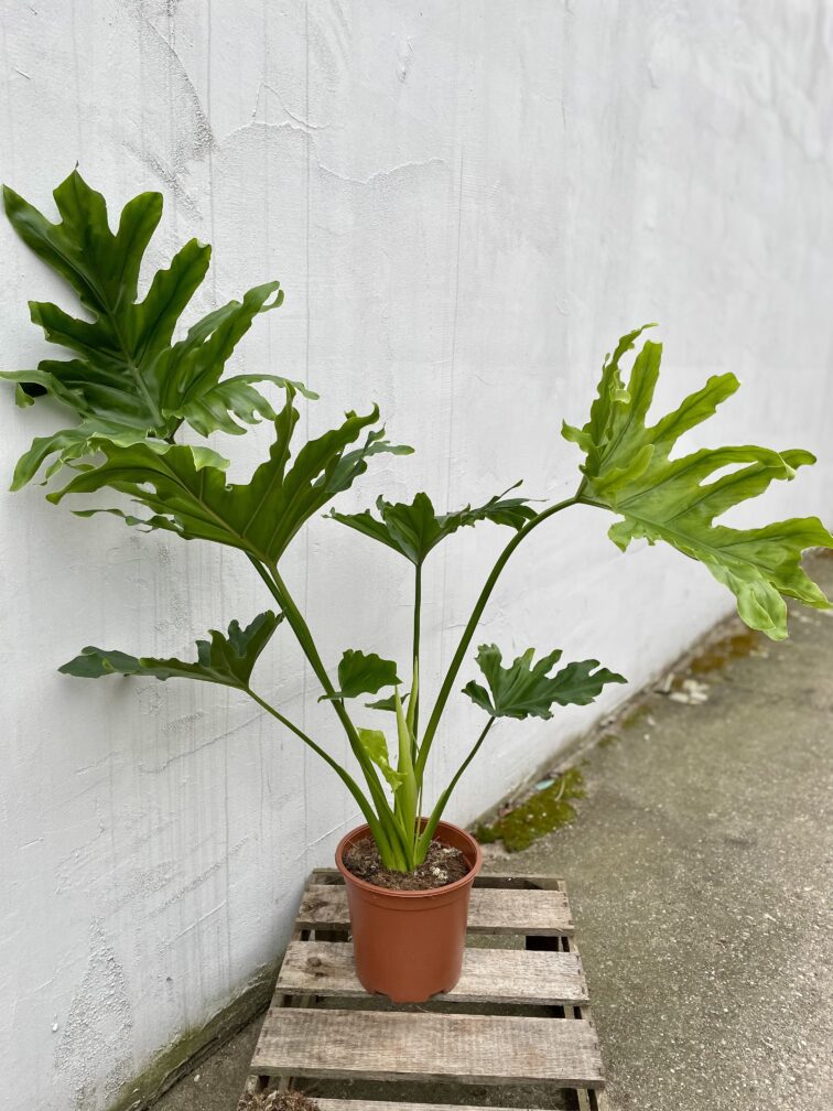 Zdjęcie rosliny doniczkowej Thaumatophyllum Bipinnatifidum (Filodendron Podwójnie Pierzasty), ujęcie 3