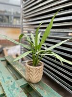 Zdjęcie rosliny doniczkowej Aglaonema Cutlass, ujęcie 1