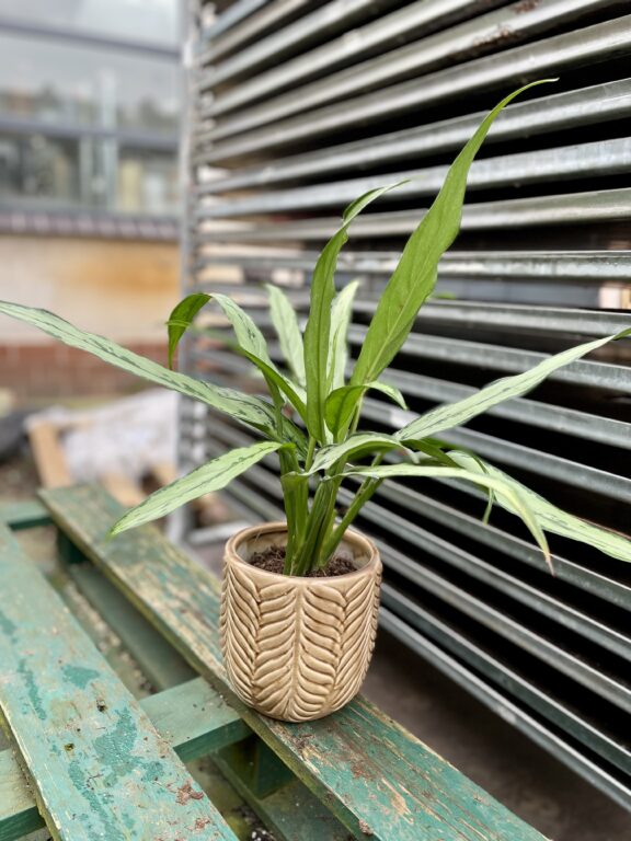 Zdjęcie rosliny doniczkowej Aglaonema Cutlass, ujęcie 1