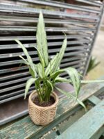 Zdjęcie rosliny doniczkowej Aglaonema Cutlass, ujęcie 2