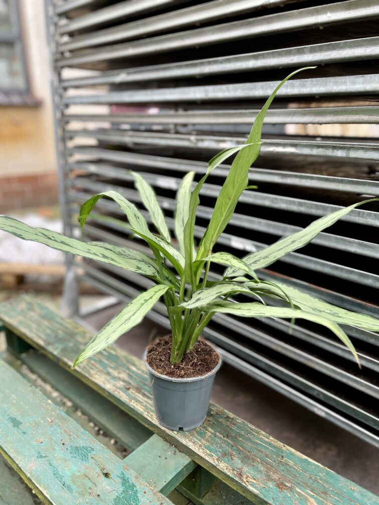 Zdjęcie rosliny doniczkowej Aglaonema Cutlass, ujęcie 3