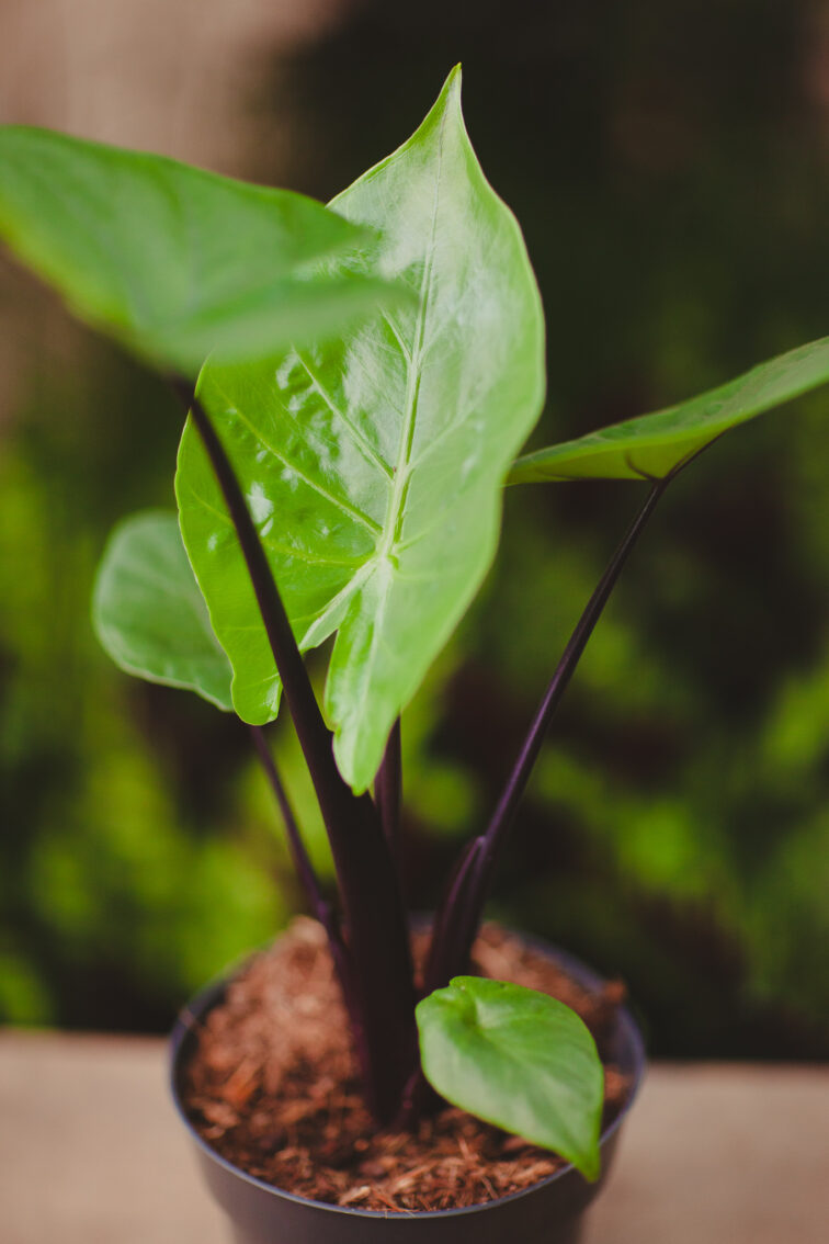 Zdjęcie rosliny doniczkowej Alocasia Black Cobra, ujęcie 2