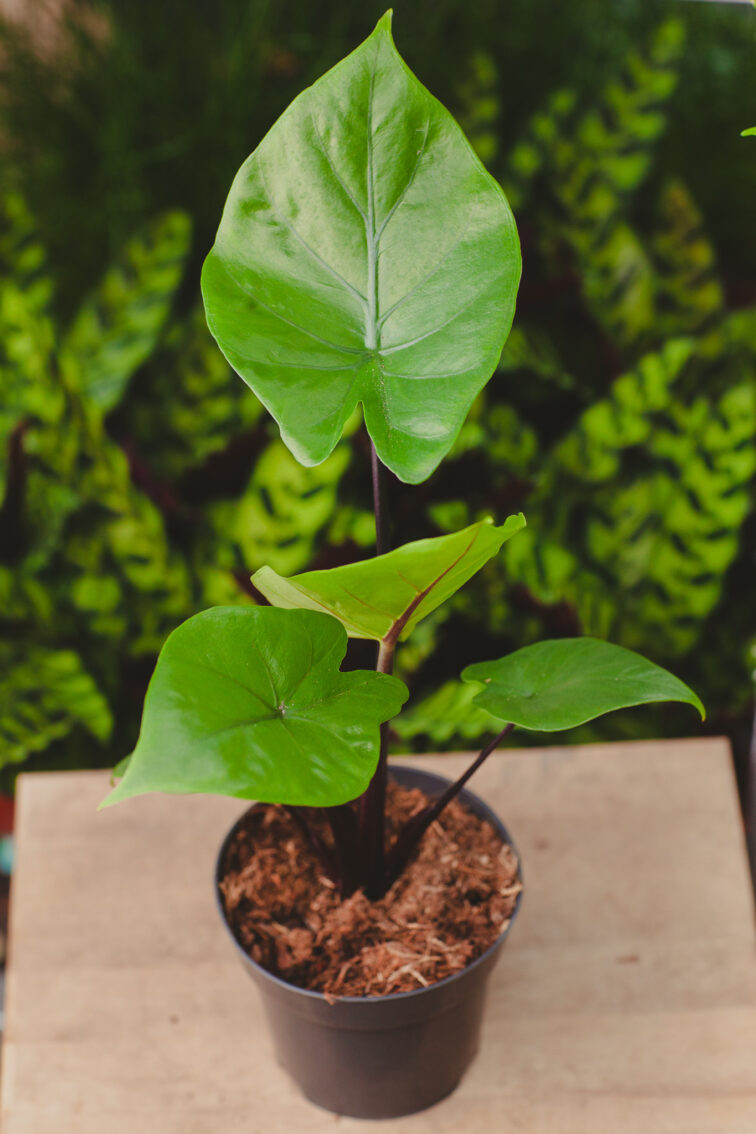 Zdjęcie rosliny doniczkowej Alocasia Black Cobra, ujęcie 3