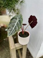 Zdjęcie rosliny doniczkowej Alocasia Chantrieri, ujęcie 1