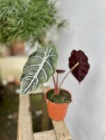 Zdjęcie rosliny doniczkowej Alocasia Chantrieri, ujęcie 2