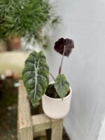 Zdjęcie rosliny doniczkowej Alocasia Chantrieri, ujęcie 3