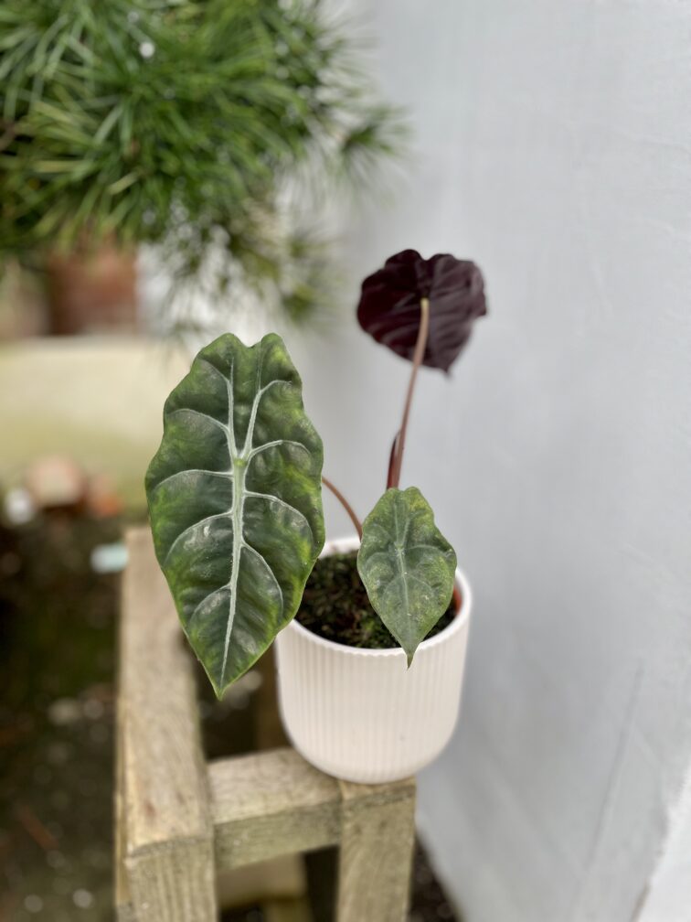 Zdjęcie rosliny doniczkowej Alocasia Chantrieri, ujęcie 3