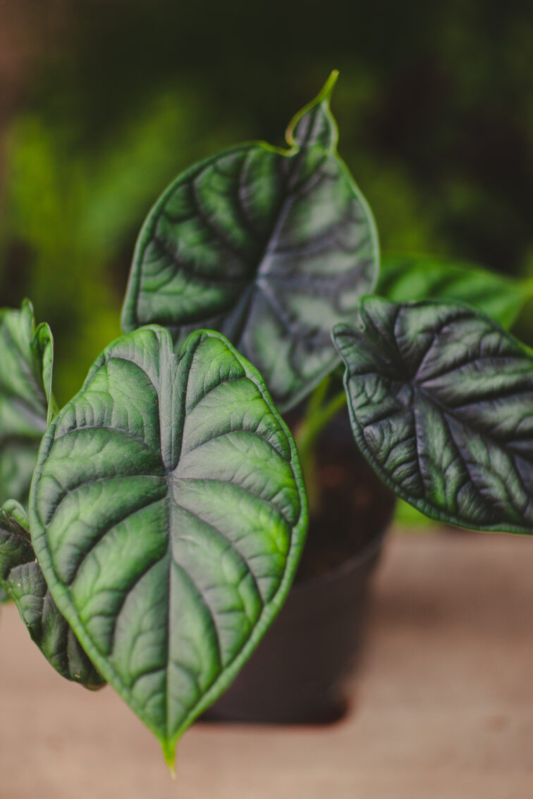 Zdjęcie rosliny doniczkowej Alocasia Dragon Scale, ujęcie 1
