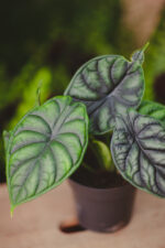 Zdjęcie rosliny doniczkowej Alocasia Dragon Scale, ujęcie 2