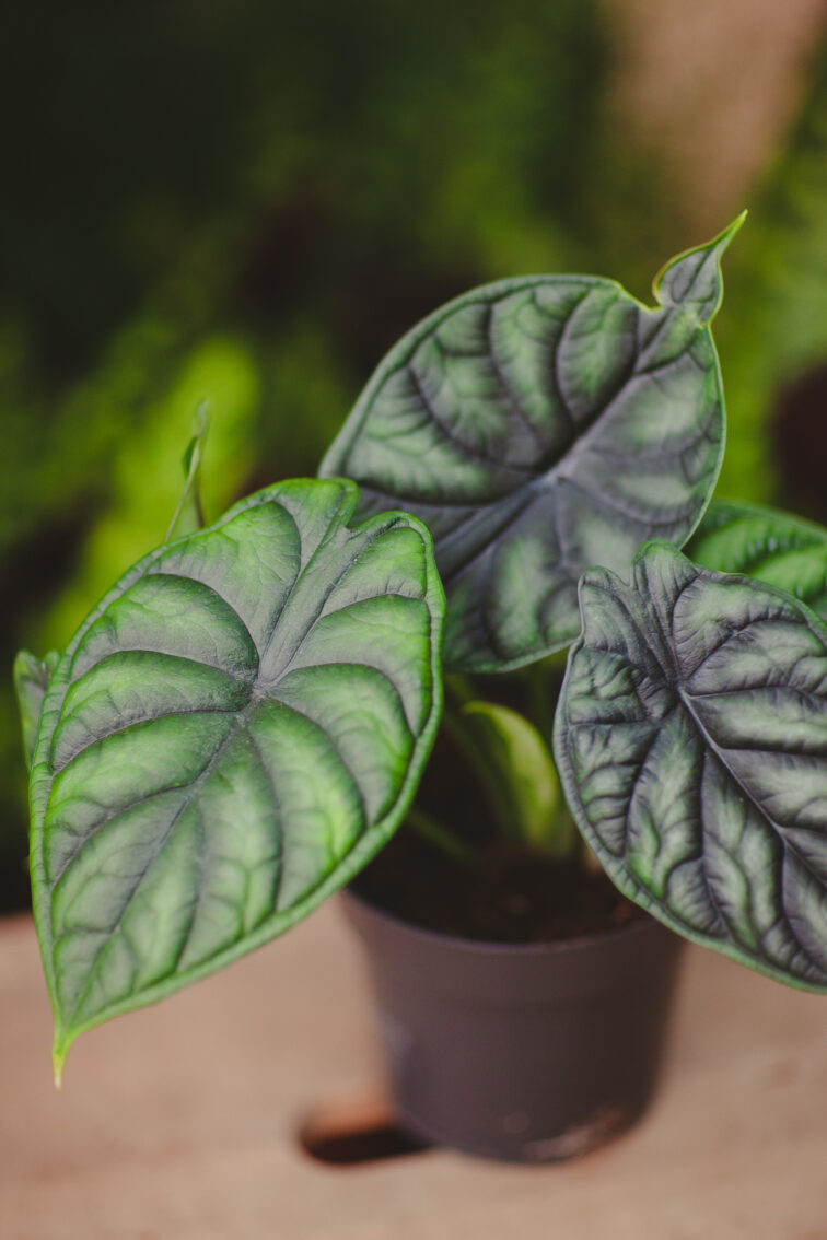 Zdjęcie rosliny doniczkowej Alocasia Dragon Scale, ujęcie 2