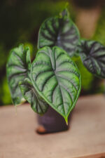 Zdjęcie rosliny doniczkowej Alocasia Dragon Scale, ujęcie 3