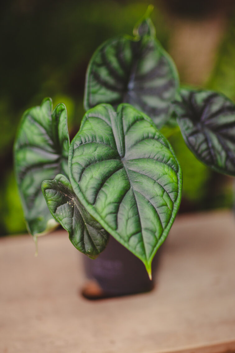Zdjęcie rosliny doniczkowej Alocasia Dragon Scale, ujęcie 3