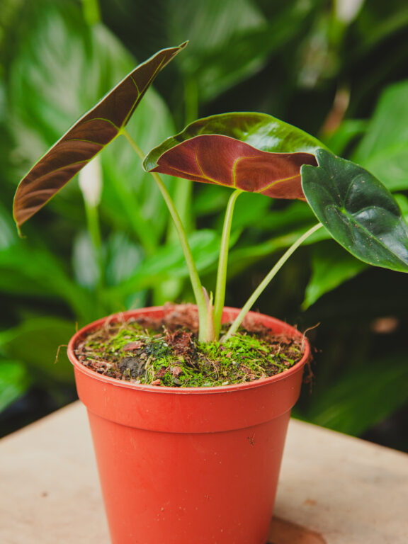 Zdjęcie rosliny doniczkowej Alocasia Golden Bone, ujęcie 1