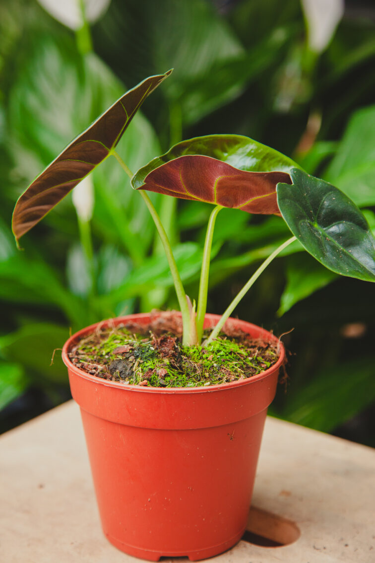 Zdjęcie rosliny doniczkowej Alocasia Golden Bone, ujęcie 1