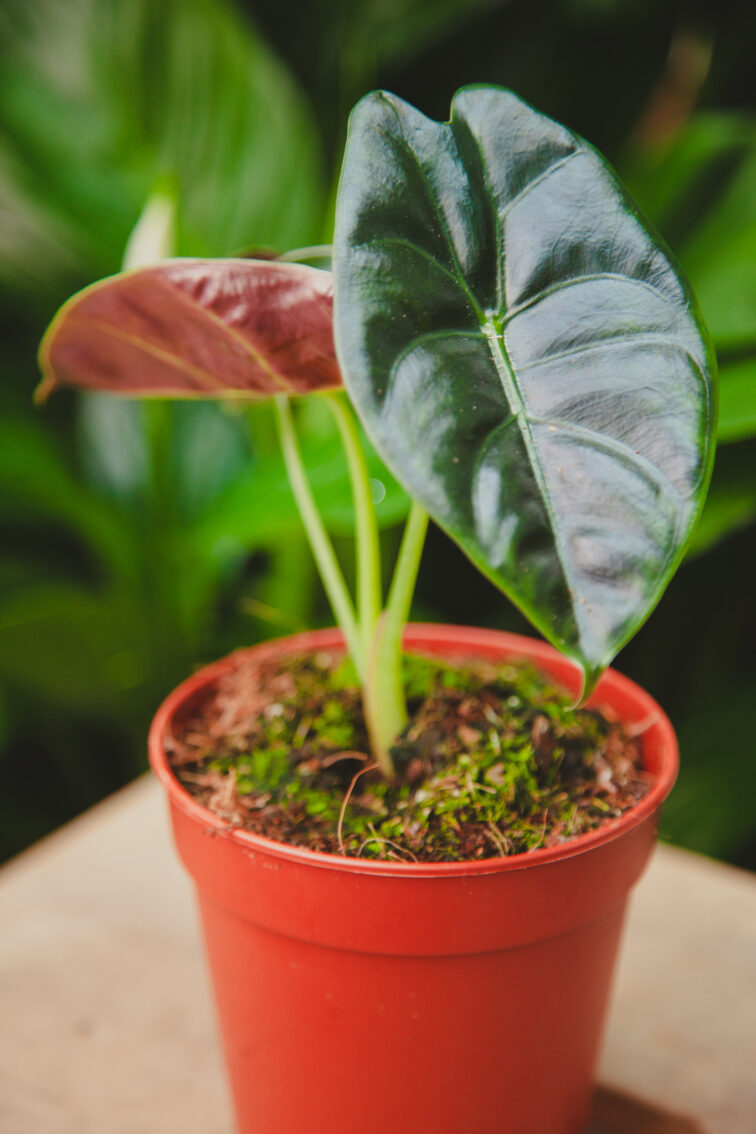 Zdjęcie rosliny doniczkowej Alocasia Golden Bone, ujęcie 2