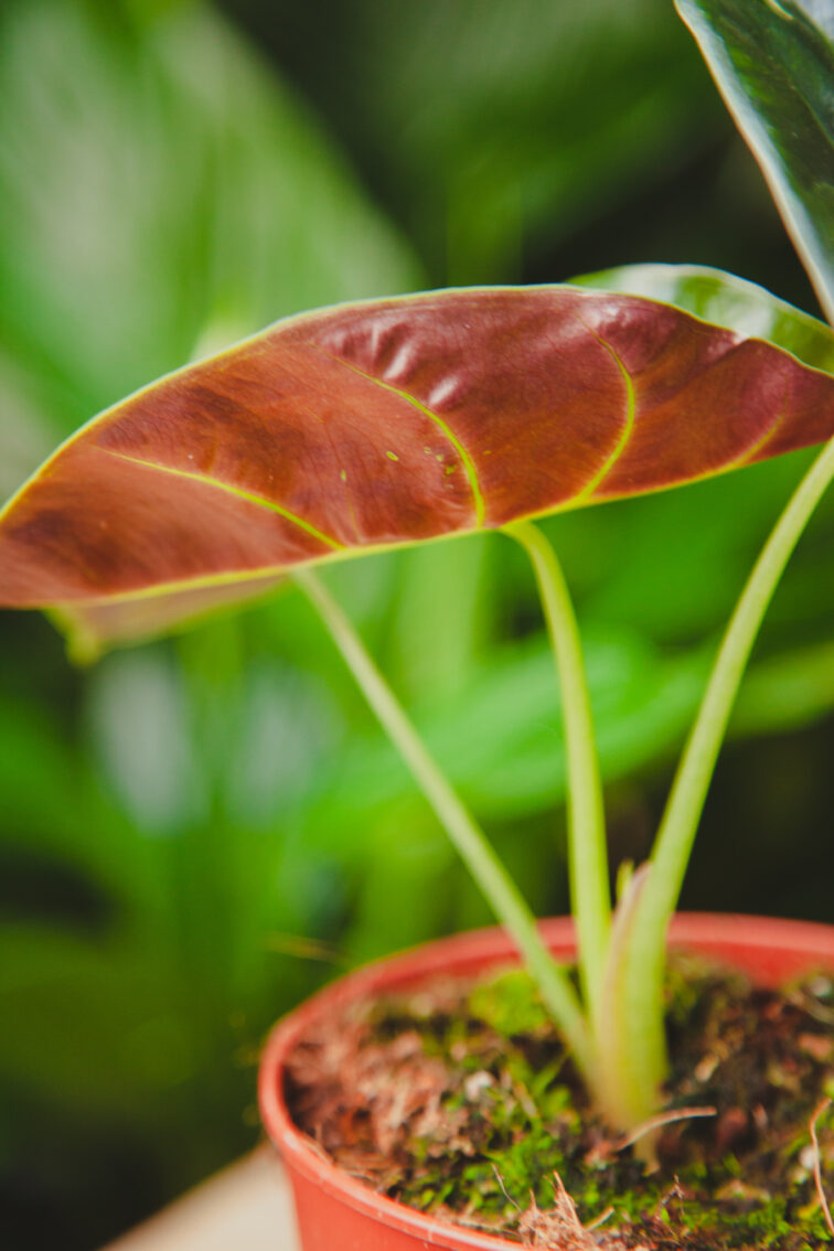 Zdjęcie rosliny doniczkowej Alocasia Golden Bone, ujęcie 3