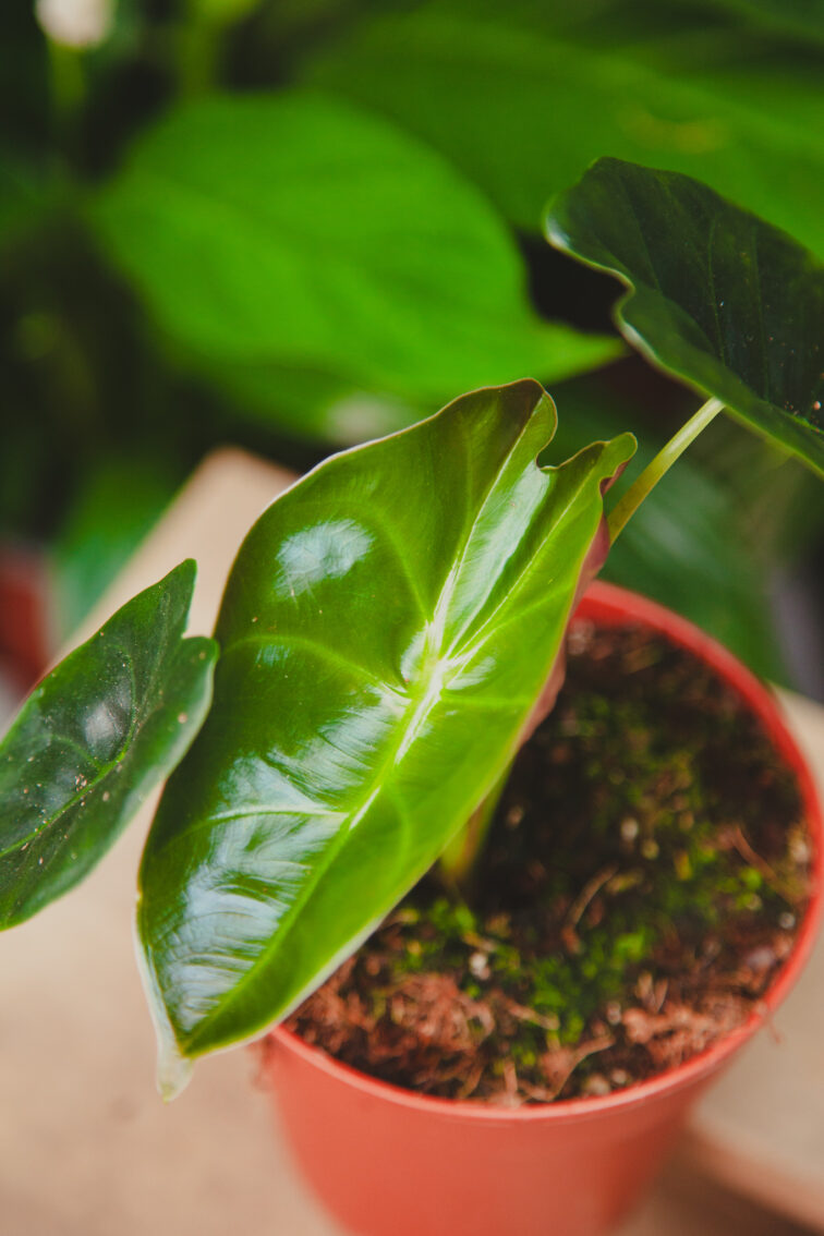 Zdjęcie rosliny doniczkowej Alocasia Golden Bone, ujęcie 4