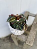 Zdjęcie rosliny doniczkowej Begonia Cleopatra, ujęcie 1