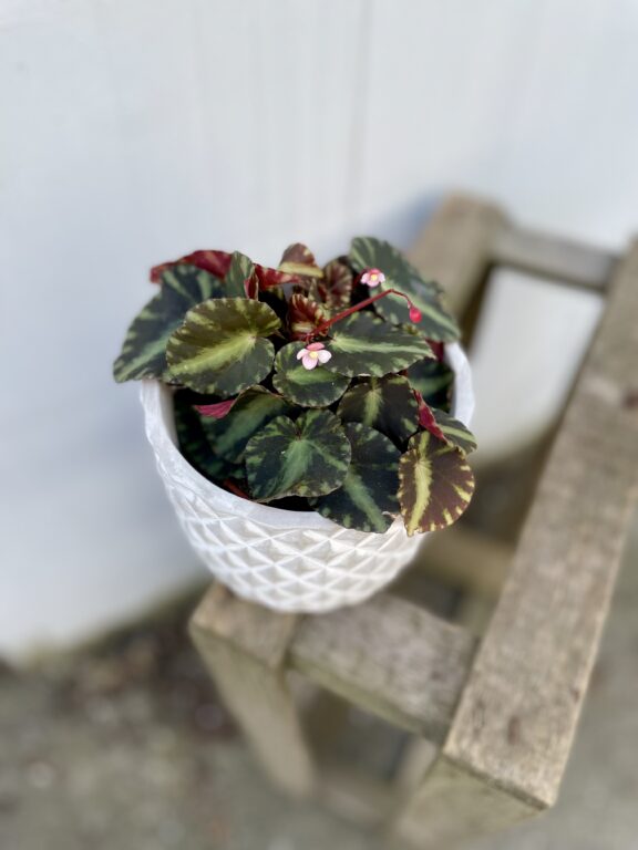 Zdjęcie rosliny doniczkowej Begonia Cleopatra, ujęcie 1
