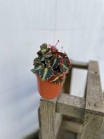 Zdjęcie rosliny doniczkowej Begonia Cleopatra, ujęcie 2