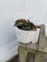 Zdjęcie rosliny doniczkowej Begonia Cleopatra, ujęcie 3
