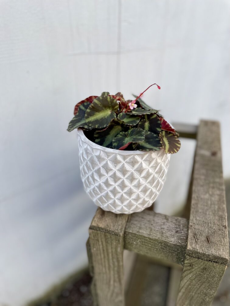 Zdjęcie rosliny doniczkowej Begonia Cleopatra, ujęcie 3