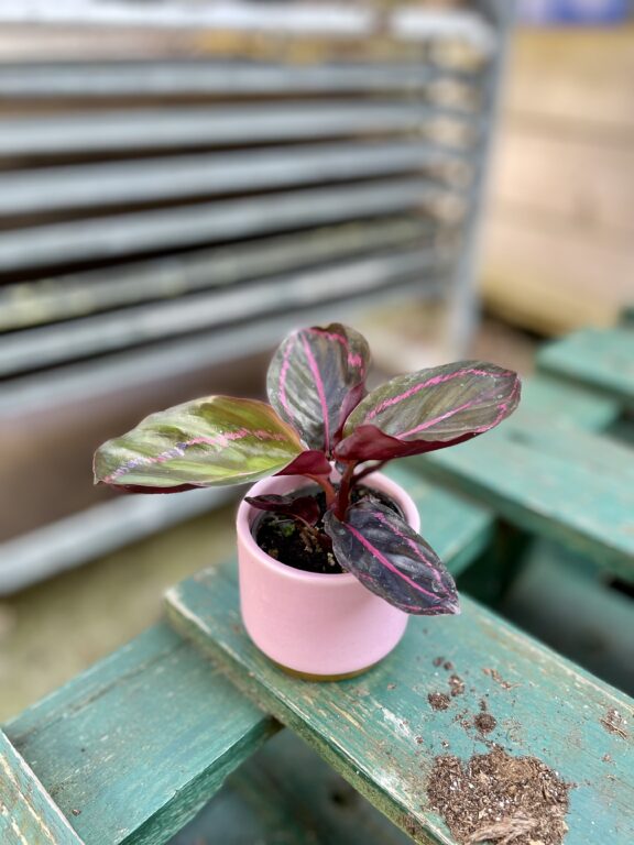 Zdjęcie rosliny doniczkowej Calathea Dottie, ujęcie 1