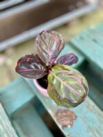 Zdjęcie rosliny doniczkowej Calathea Dottie, ujęcie 2