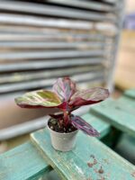 Zdjęcie rosliny doniczkowej Calathea Dottie, ujęcie 3