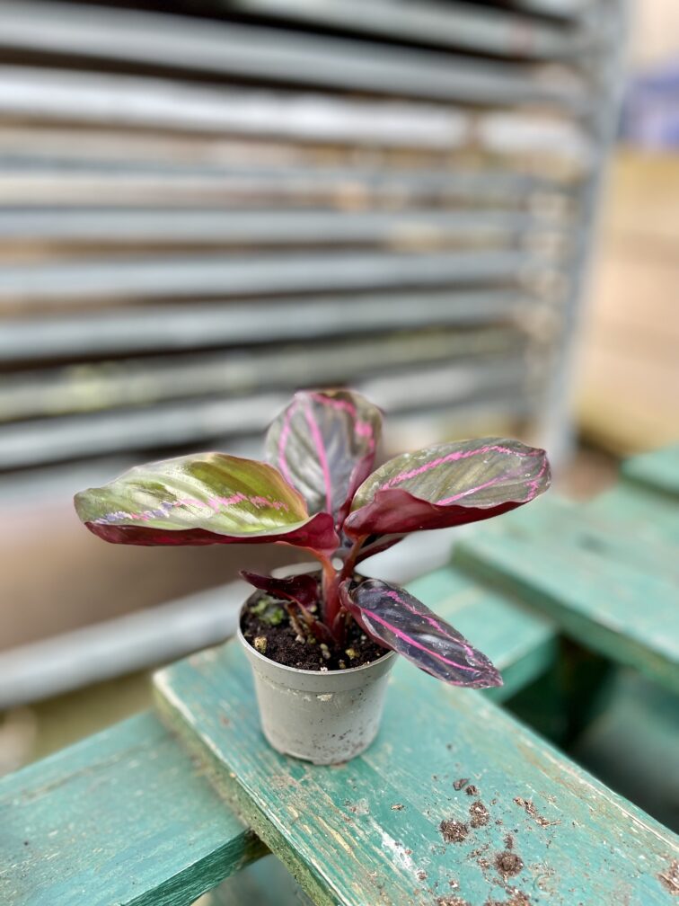 Zdjęcie rosliny doniczkowej Calathea Dottie, ujęcie 3