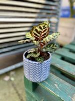 Zdjęcie rosliny doniczkowej Calathea makoyana (Kalatea Makoyana), ujęcie 1