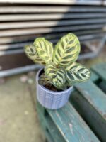 Zdjęcie rosliny doniczkowej Calathea makoyana (Kalatea Makoyana), ujęcie 2