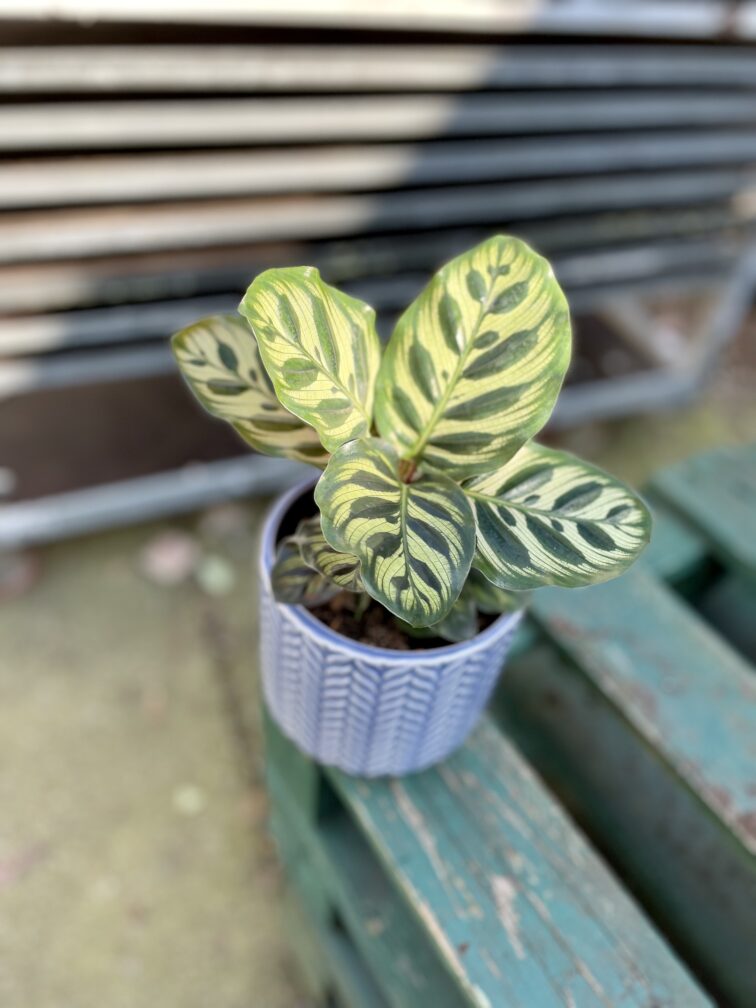 Zdjęcie rosliny doniczkowej Calathea makoyana (Kalatea Makoyana), ujęcie 2