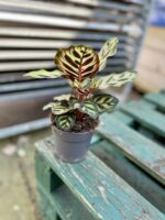 Zdjęcie rosliny doniczkowej Calathea makoyana (Kalatea Makoyana), ujęcie 3