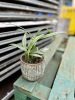 Zdjęcie rosliny doniczkowej Epipremnum amplissimum Silver Stripe, ujęcie 2