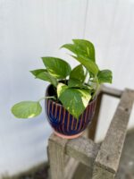 Zdjęcie rosliny doniczkowej Epipremnum aureum (Epipremnum złociste), ujęcie 1