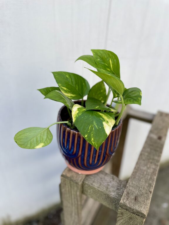 Zdjęcie rosliny doniczkowej Epipremnum aureum (Epipremnum złociste), ujęcie 1