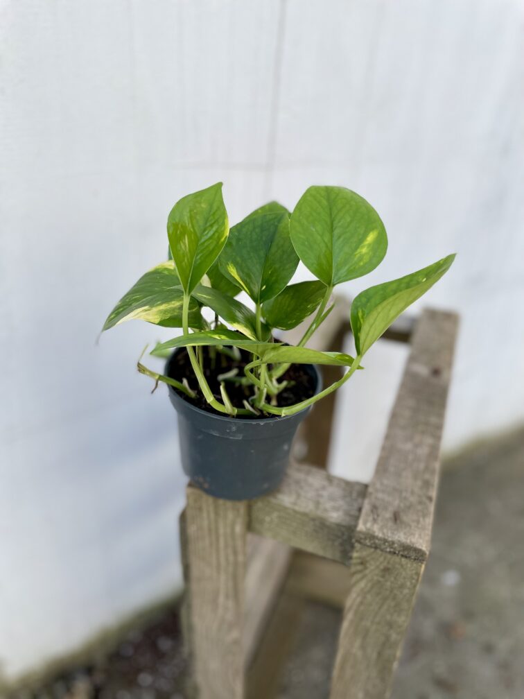 Zdjęcie rosliny doniczkowej Epipremnum aureum (Epipremnum złociste), ujęcie 2