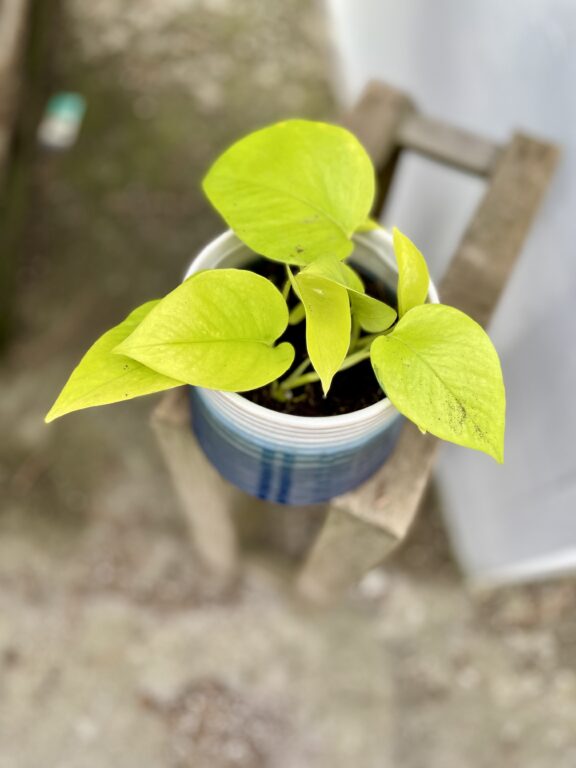 Zdjęcie rosliny doniczkowej Epipremnum Golden Pothos (Epipremnum Neon), ujęcie 1