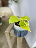 Zdjęcie rosliny doniczkowej Epipremnum Golden Pothos (Epipremnum Neon), ujęcie 2