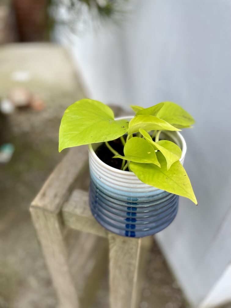 Zdjęcie rosliny doniczkowej Epipremnum Golden Pothos (Epipremnum Neon), ujęcie 2