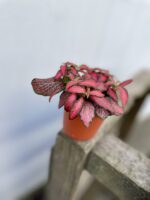 Zdjęcie rosliny doniczkowej Fittonia Forest Flame, ujęcie 2