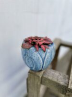 Zdjęcie rosliny doniczkowej Fittonia Forest Flame, ujęcie 3