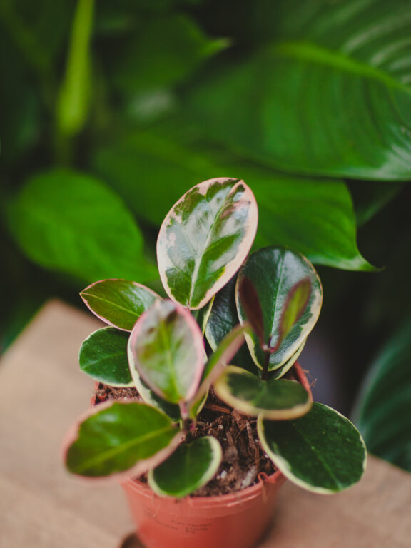 Zdjęcie rosliny doniczkowej Hoya australis 'Blondie', ujęcie 1