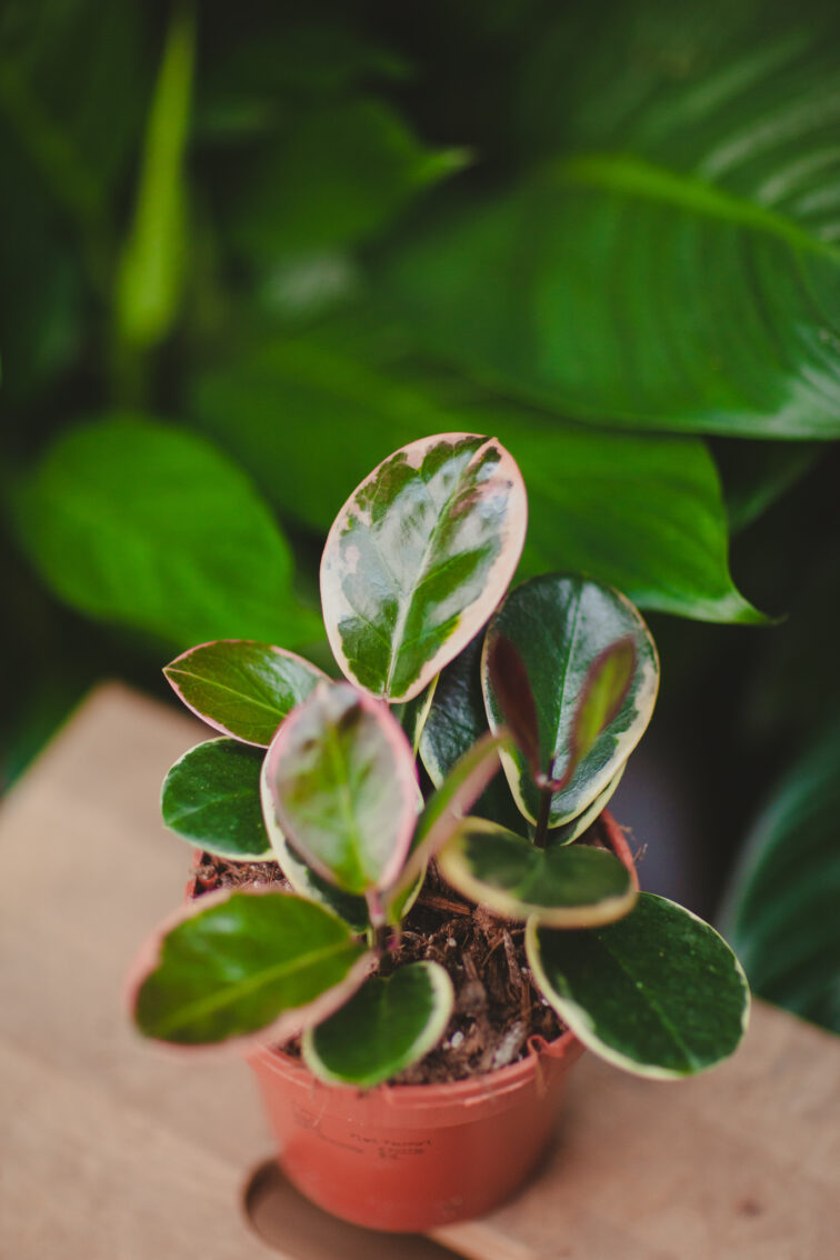 Zdjęcie rosliny doniczkowej Hoya australis 'Blondie', ujęcie 1