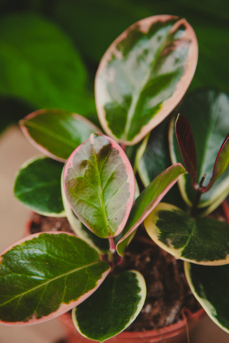 Zdjęcie rosliny doniczkowej Hoya australis 'Blondie', ujęcie 2