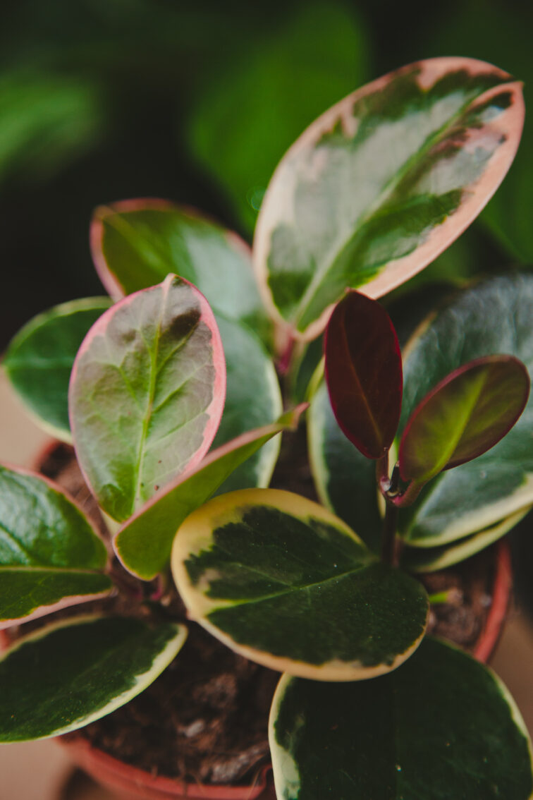 Zdjęcie rosliny doniczkowej Hoya australis 'Blondie', ujęcie 3