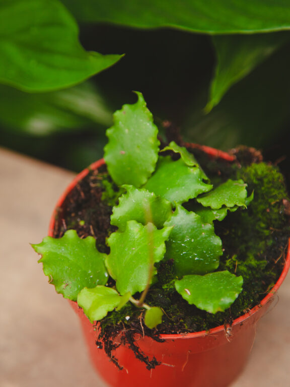 Zdjęcie rosliny doniczkowej Hoya Endauensis, ujęcie 1