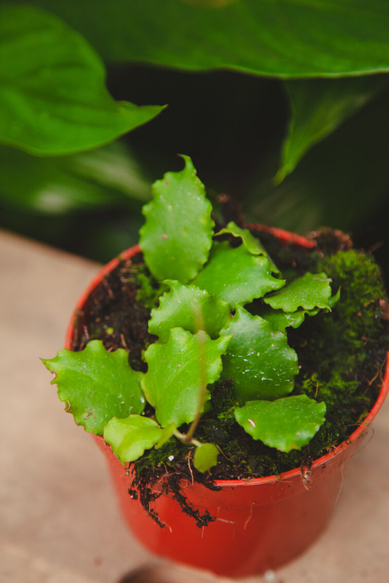 Zdjęcie rosliny doniczkowej Hoya Endauensis, ujęcie 1