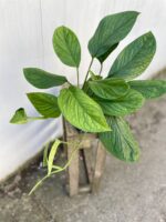 Zdjęcie rosliny doniczkowej Monstera pinnatipartita, ujęcie 1